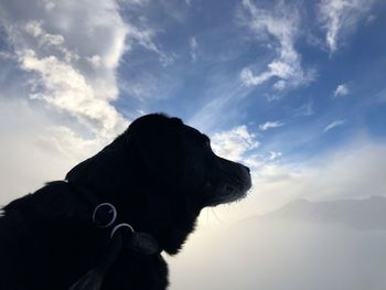 Dog looking away against sky