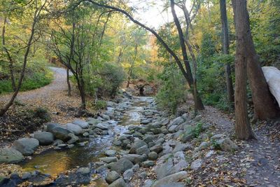 Scenic view of trees on landscape