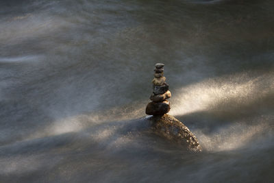 View of crab on rock