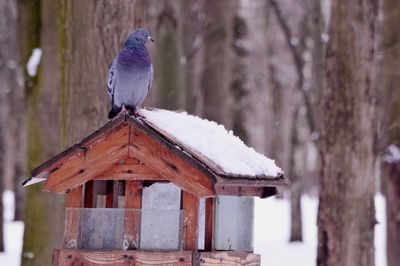 Bird perching on a snow