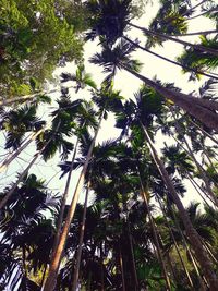 Low angle view of coconut palm trees against sky