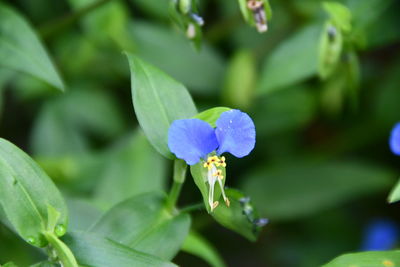 Close-up of purple flowering plant