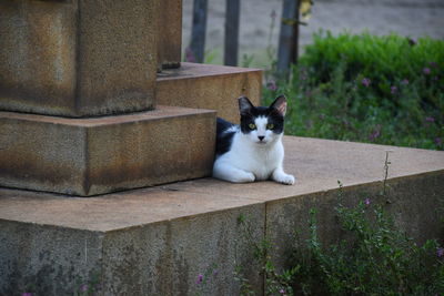 Portrait of cat sitting outdoors