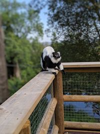 Monkey sitting on wood against trees at zoo