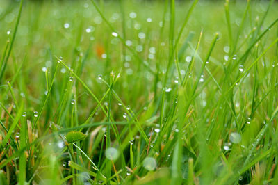 Full frame shot of wet grass in field