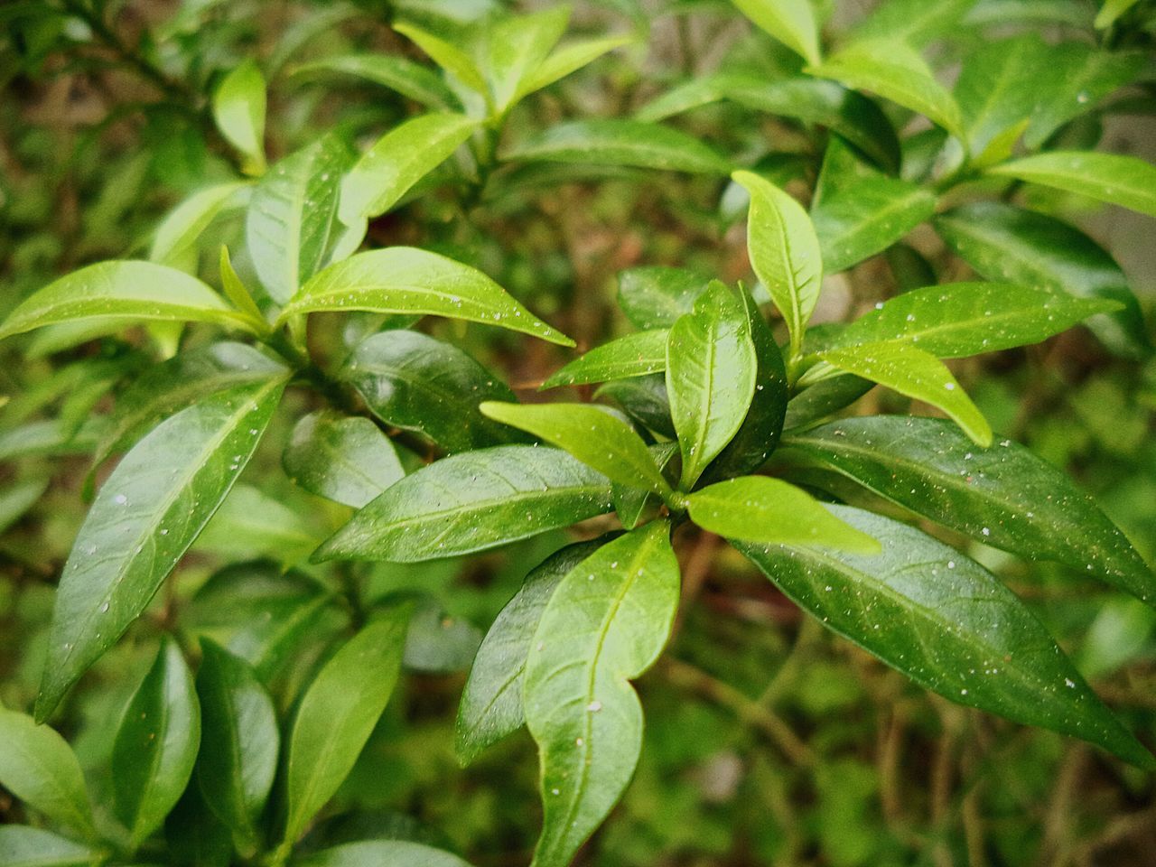 leaf, growth, green color, plant, close-up, freshness, nature, beauty in nature, focus on foreground, fragility, green, growing, no people, day, outdoors, botany, leaf vein, leaves, selective focus, tranquility