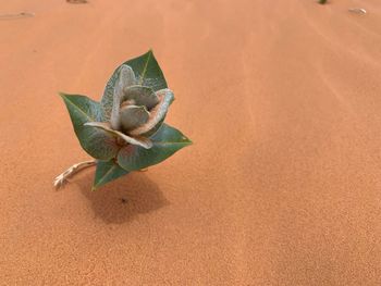 High angle view of plant on sand