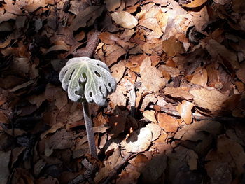 Close-up of dry leaves on field