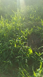 Full frame shot of plants growing on field