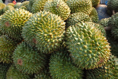 Full frame shot of succulent plant