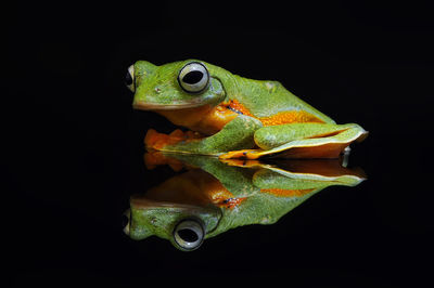 Close-up of frog on black background