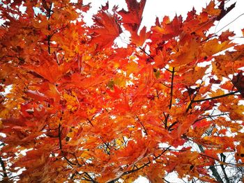 Low angle view of maple tree