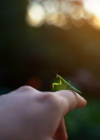 Praying mantis sitting on a hand at sunset