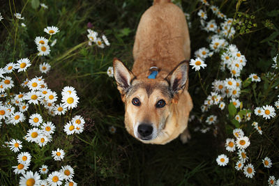 Portrait of a dog