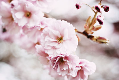 Close-up of pink flowers on tree