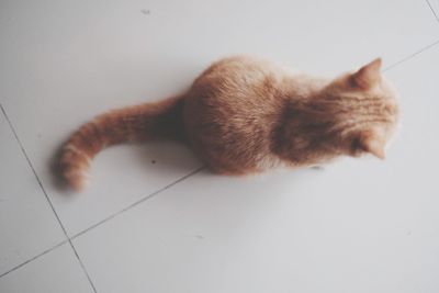 High angle view of a cat over white background