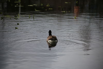 Duck swimming in lake