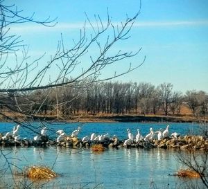 Low angle view of birds perching on bare tree against sky