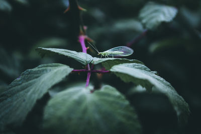 Close-up of insect on plant