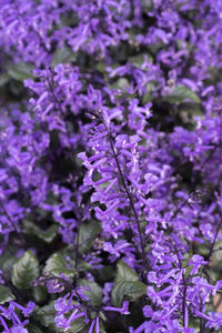 Close-up of purple flowering plants