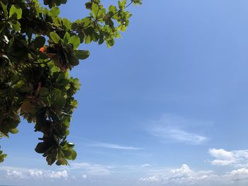 Low angle view of tree against sky