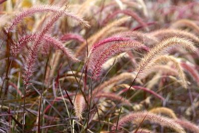 Close-up of pink flowering plants on field