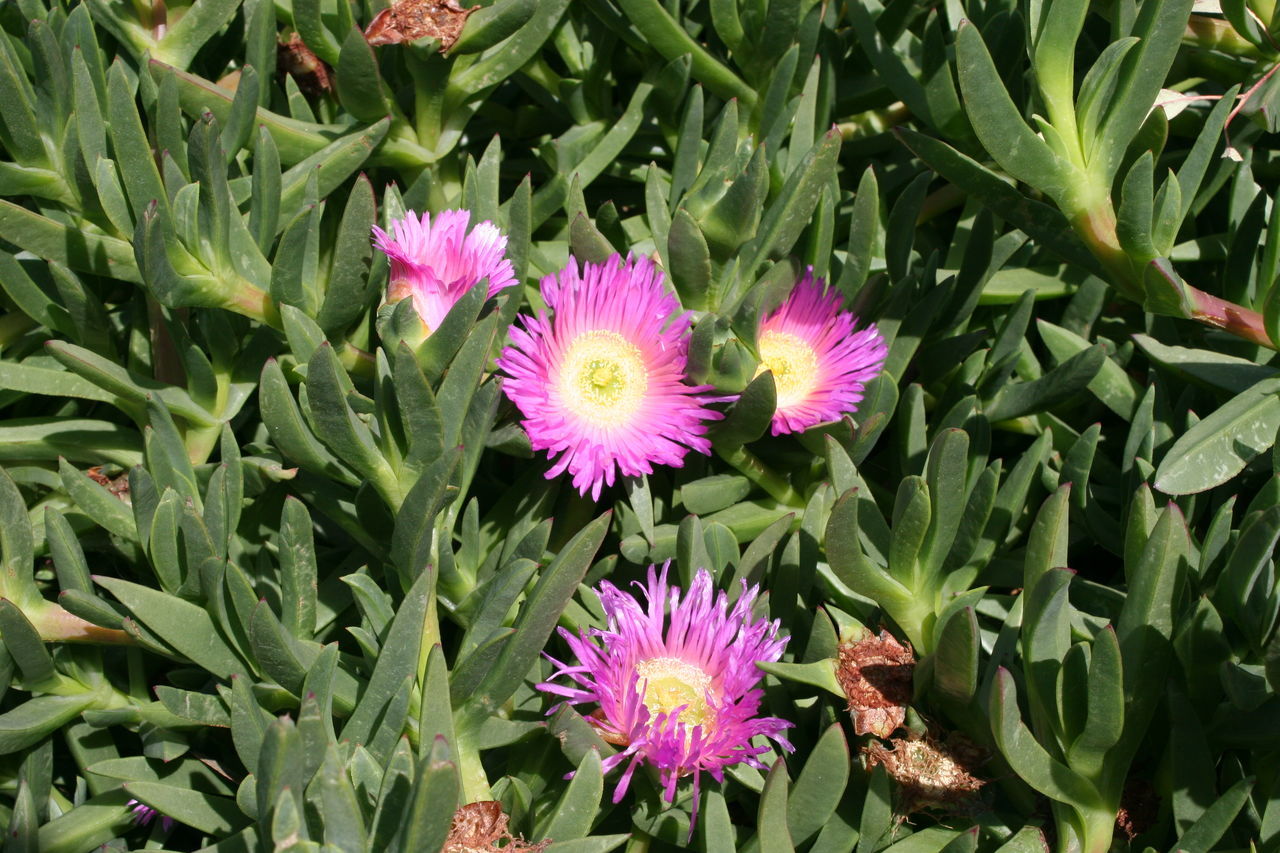 Pink Carpobrotus edulis