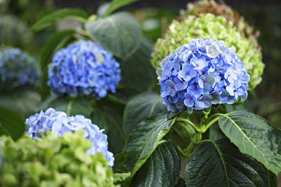 Close-up of purple hydrangea flowers