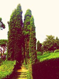 Trees in park