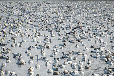 Flock of geese on  lake