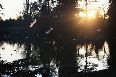 Silhouette birds in lake against sunset sky