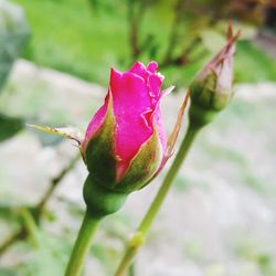 Close-up of pink rose blooming outdoors