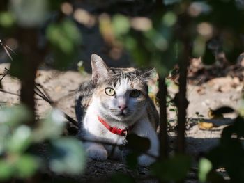 Portrait of cat on field