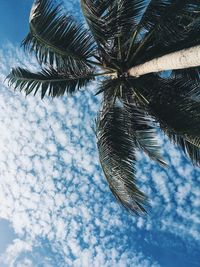 Low angle view of palm tree against sky