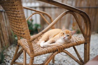 Close-up of cat sitting on chair