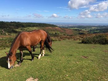 Horses grazing on field against sky