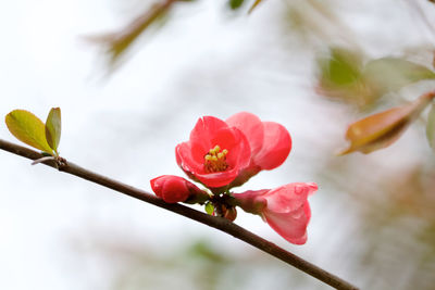 Close-up of red rose