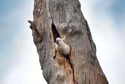 Low angle view of tree trunk