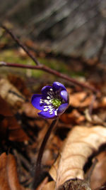 Close-up of purple crocus flower on field