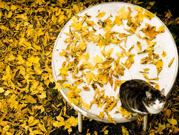 Directly above shot of bird on yellow flowers