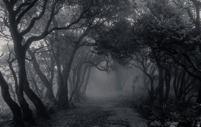 Dirt road passing through forest