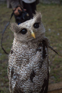 Close-up portrait of owl