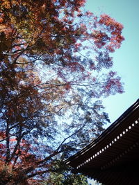 Low angle view of trees against sky