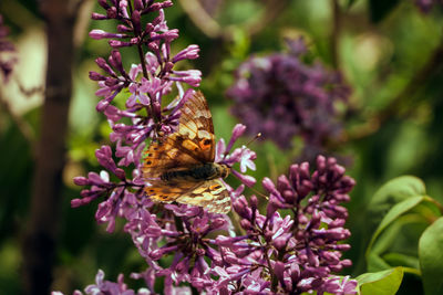 Close-up of butterfly pollinating on pink flower