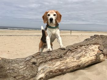 Dog sitting on sand at beach against sky