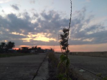 Close-up of plant against sky at sunset