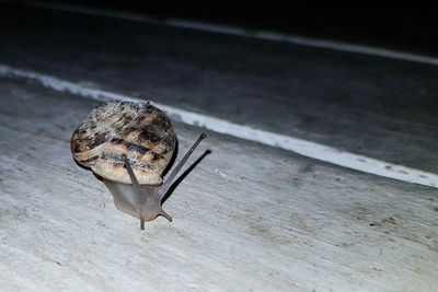 Close-up of snail on wood