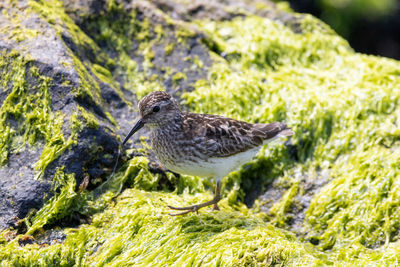 Side view of a bird on rock