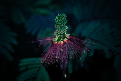 Close-up of purple flowering plant