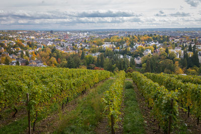 Scenic view of vineyard against sky